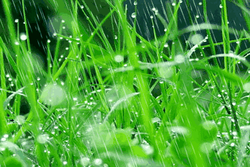 【摆渡】迟到的雨（散文）