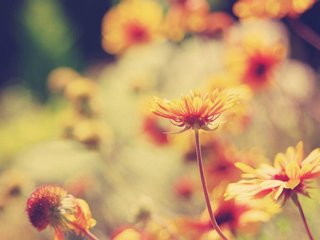 【丹枫】陌上花开（散文）