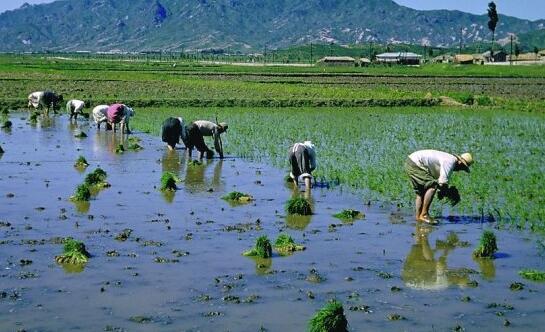 【百味•夏之情】又是插秧农忙时 （散文）