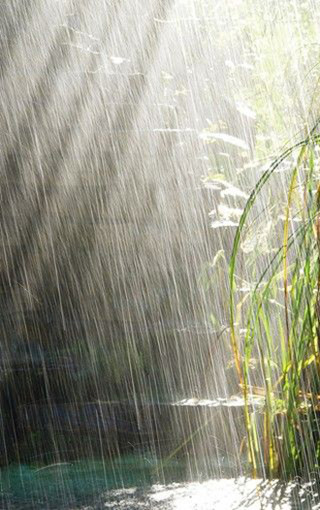 【暗香】清明节的雨（散文）