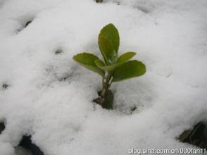 【军警】春雪有情（诗歌）