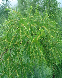 蔌蔌衣巾落枣花