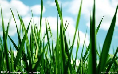 【星月】我是一株草（散文）