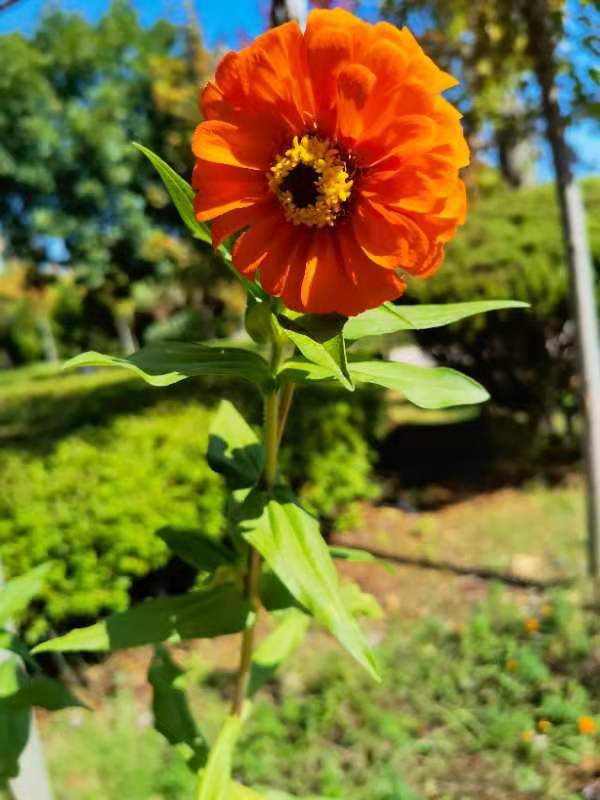 【丁香】又是一年花好月圆时（散文）