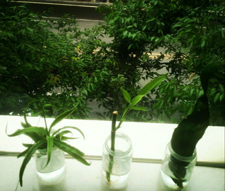【八一】绿植含笑，我含情（散文）