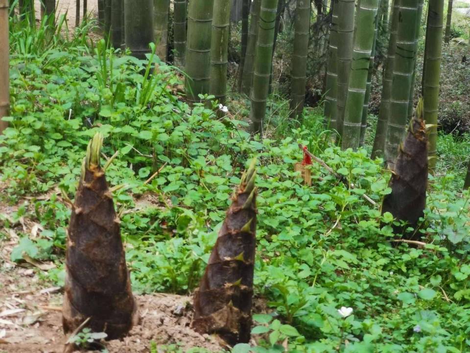 【八一】虚实间（组诗）