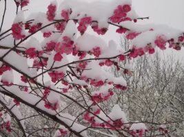 【柳岸】梅雪之恋永缱绻（诗歌）