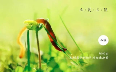 立夏荷塘边（散文）