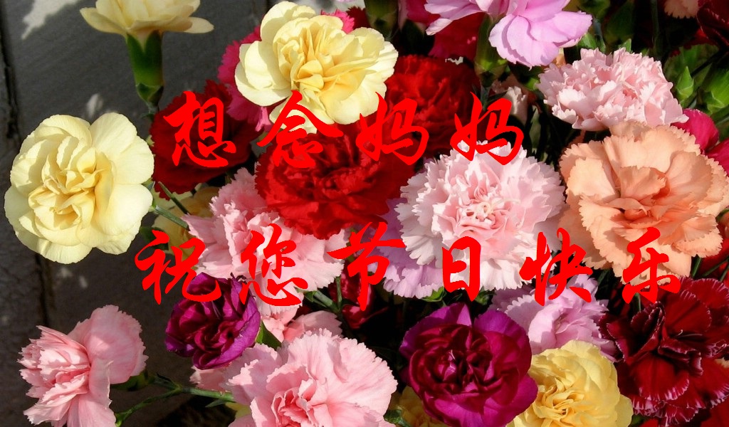 【丁香花语】想念妈妈（组诗）