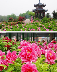 花中之王：绽放洛阳