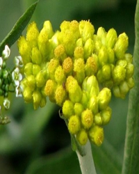 燕子花粑粑