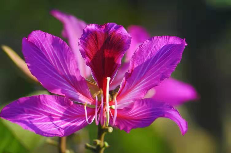 【流年·痕】遇见花开（征文·散文）