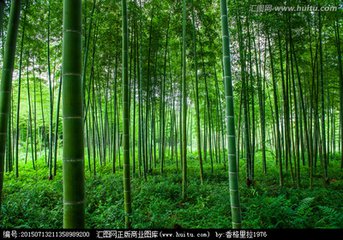 竹海（游记）
