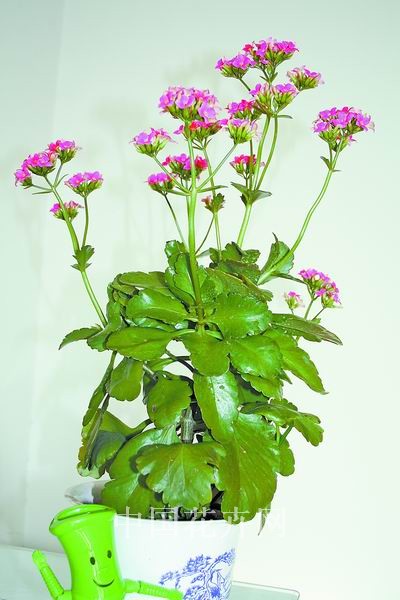 【荷塘“pk大奖赛”】长寿花（散文）