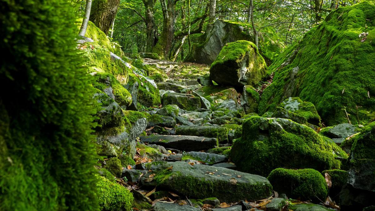【晓荷】青苔，那一抹澹然的新绿（散文）