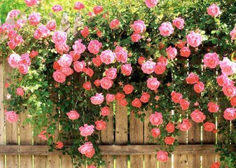 【江山宸文】扎进心房的蔷薇花（大学组小说）