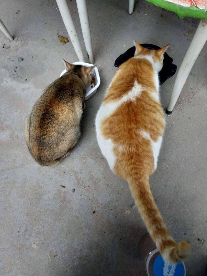 【八一】保安亭的猫  （散文）