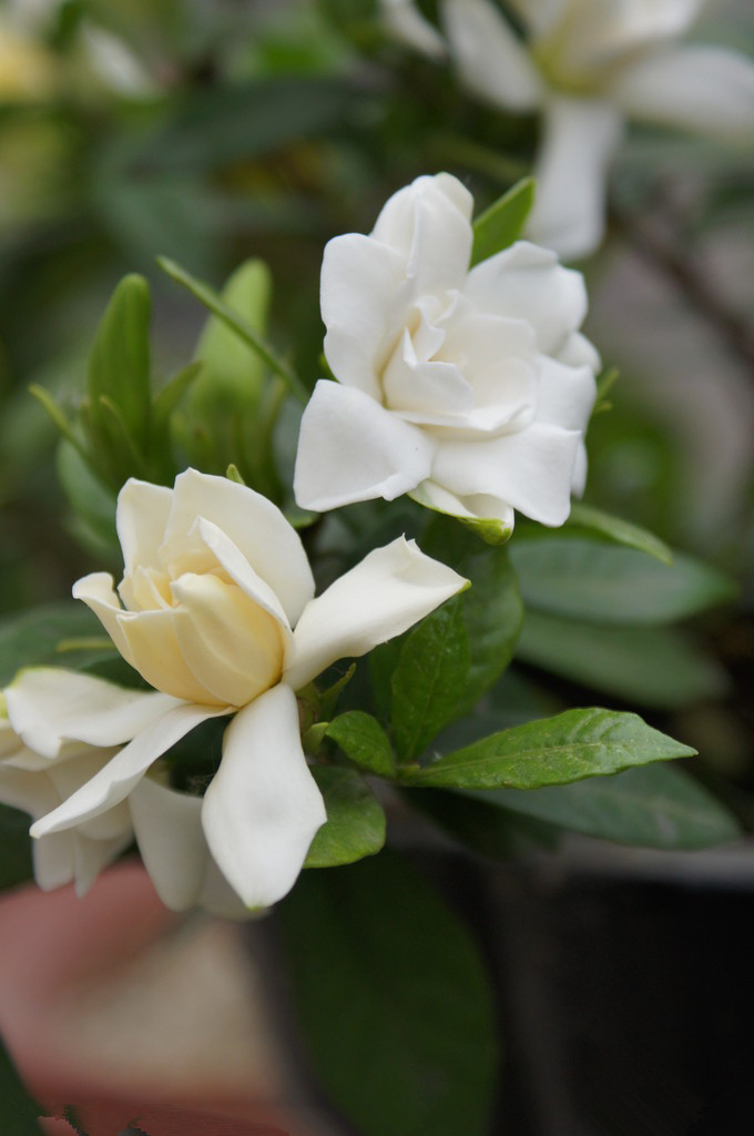 【凤凰】栀子花开（小说）