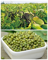 故乡豆类之绿豆绿