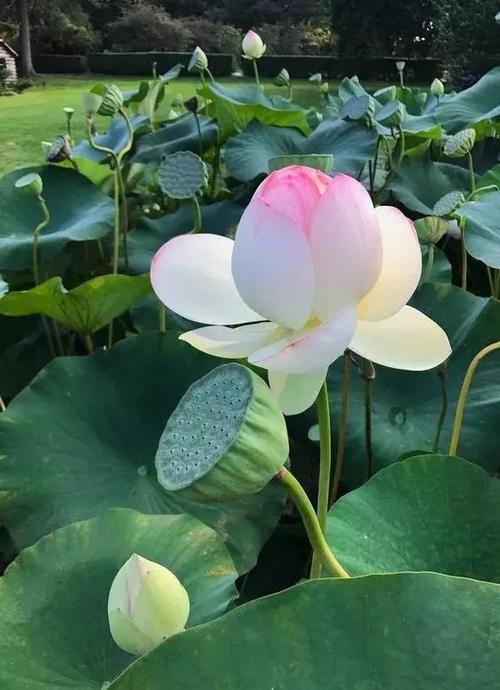 【八一】莲城的莲花（散文）