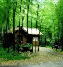 【流云】故乡的那片竹林（散文）