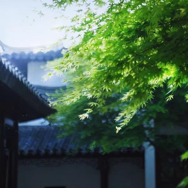 【回归】亲爱的妈妈（诗歌）