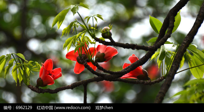 【八一】逃离春天的木棉花（组诗）
