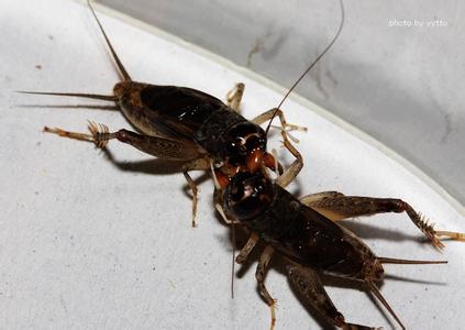 流年缘虫梦征文散文