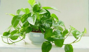 【荷塘“有奖金”征文】我爱绿萝（散文）