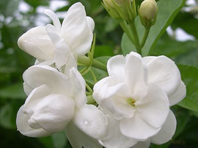 【流年·解语花】女人花（征文·小说）