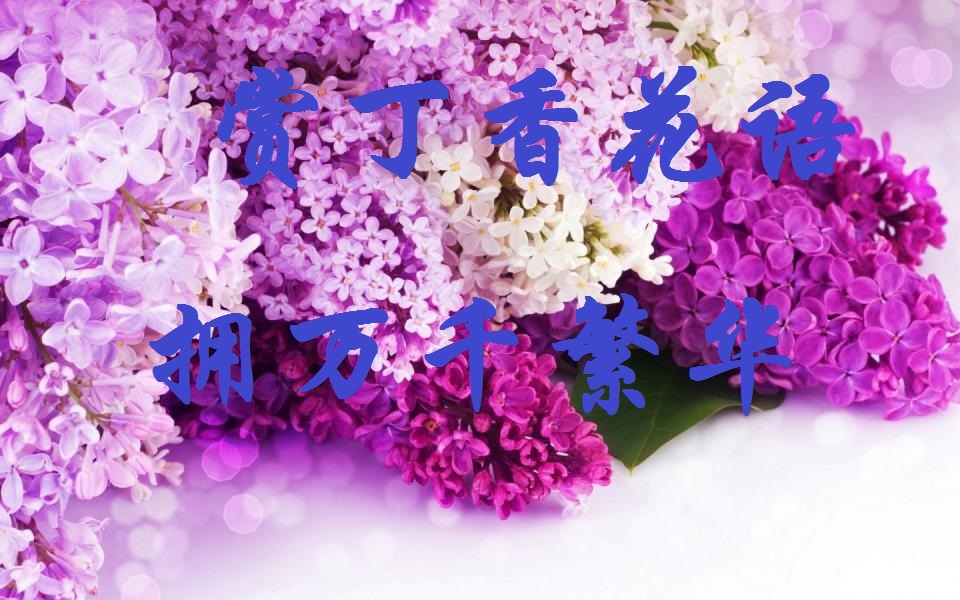 【丁香杯】丁香花（散文）