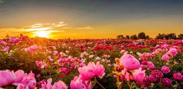 【八一】花王驾到（外二首·家园）