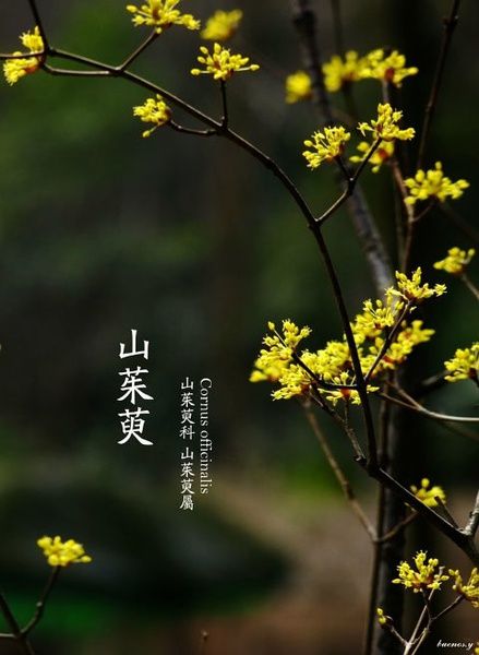 【流年】三峡微物志（散文）