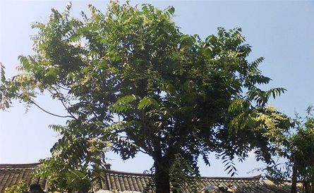 【荷塘“PK大奖赛”】我家的香椿树（散文）