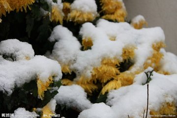 【天涯】雪花的情缘（外一首）