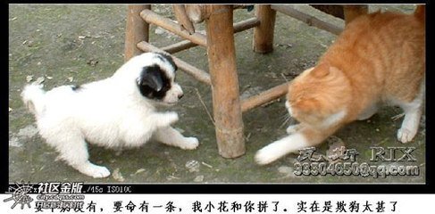 【西风】父亲与花豹【小说】