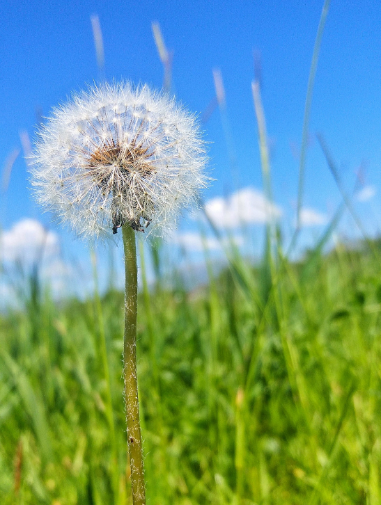 【萌芽】蒲公英，我想悄悄告诉你（散文）