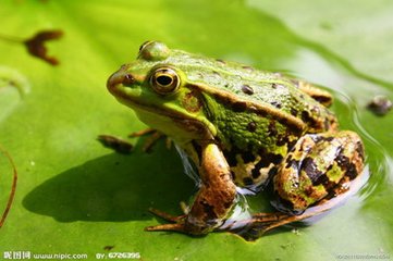 【荷塘】青蛙与蛙声（散文）