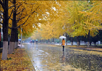 【丁香·爱心】临窗听雨（散文）