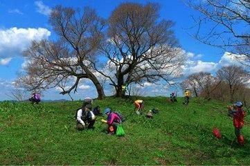 【星月】三月春雨足，呼儿竞采撷（散文）