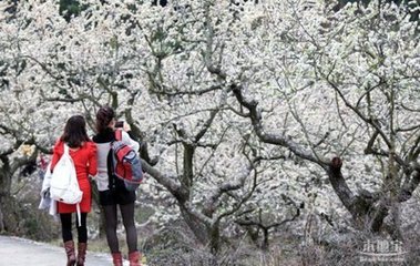 第一缕春色绽放的地方（游记）