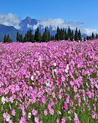 波斯菊花海，一场定格成永恒的华丽舞宴