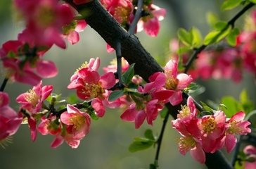 袅袅崇光照海棠（散文）