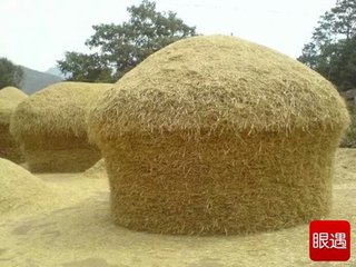 【荷塘“夏日风情”征文】永不消失的记忆（散文）