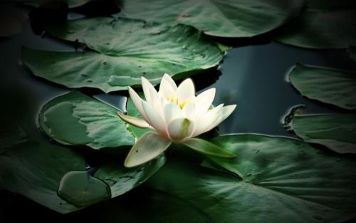【摆渡】一念花开（散文）