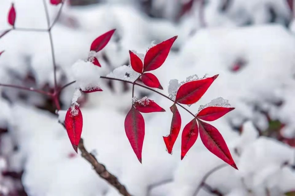 【八一】落雪为安（组诗）