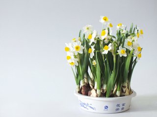 【荷塘“有奖金”征文】紫丁香，在远方（外一篇）