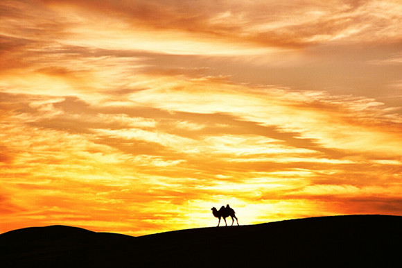 【摆渡】骆驼侧身走过前路的曦光（组诗）
