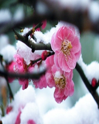 听雪