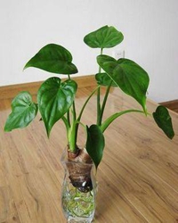 【赏析】和吾妍一起赏滴水观音